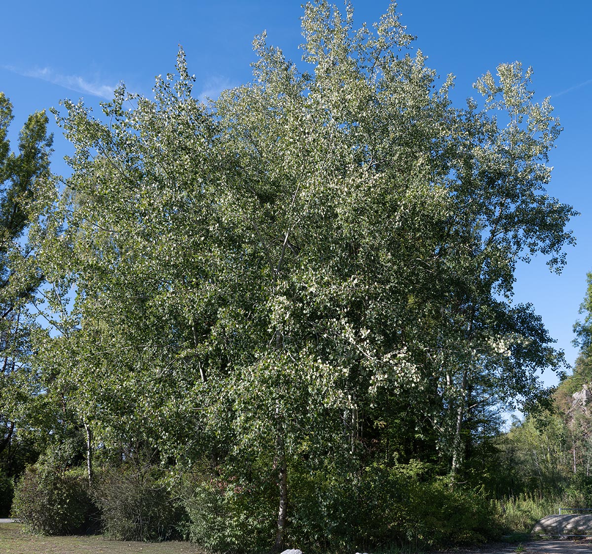 Habitus